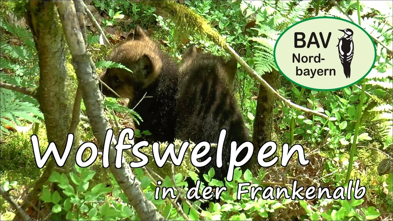 Wolfswelpen (Canis lupus) in der Frankenalb