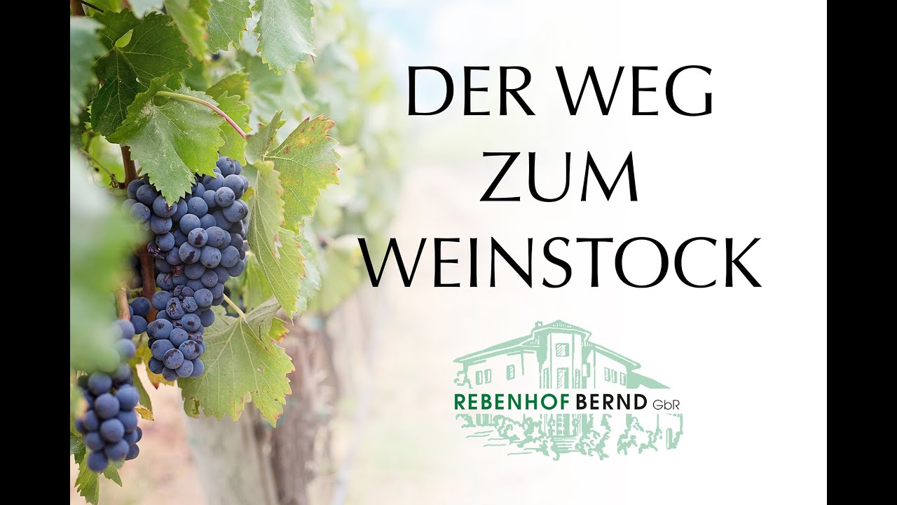 Rebveredelung - Der Weg zum Weinstock