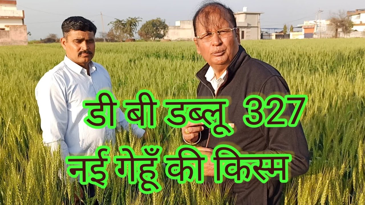 डी.बी.डब्ल्यू -  #327 और  303 में गेहूँ कि कौन सी किस्म आगे 9215757800