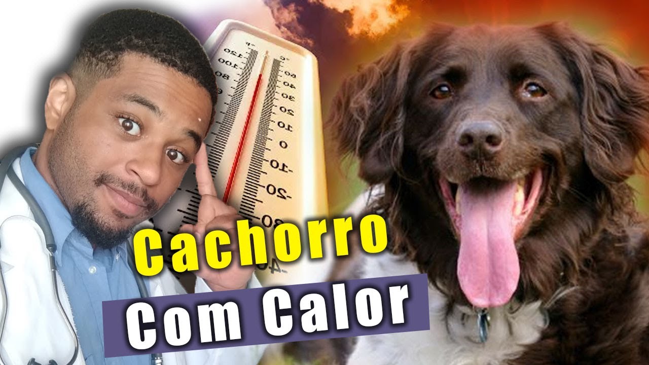 CACHORRO com CALOR o que fazer?
