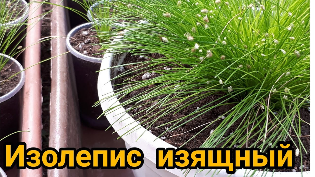 Размножение и перевалка изолеписа. Почва это не 