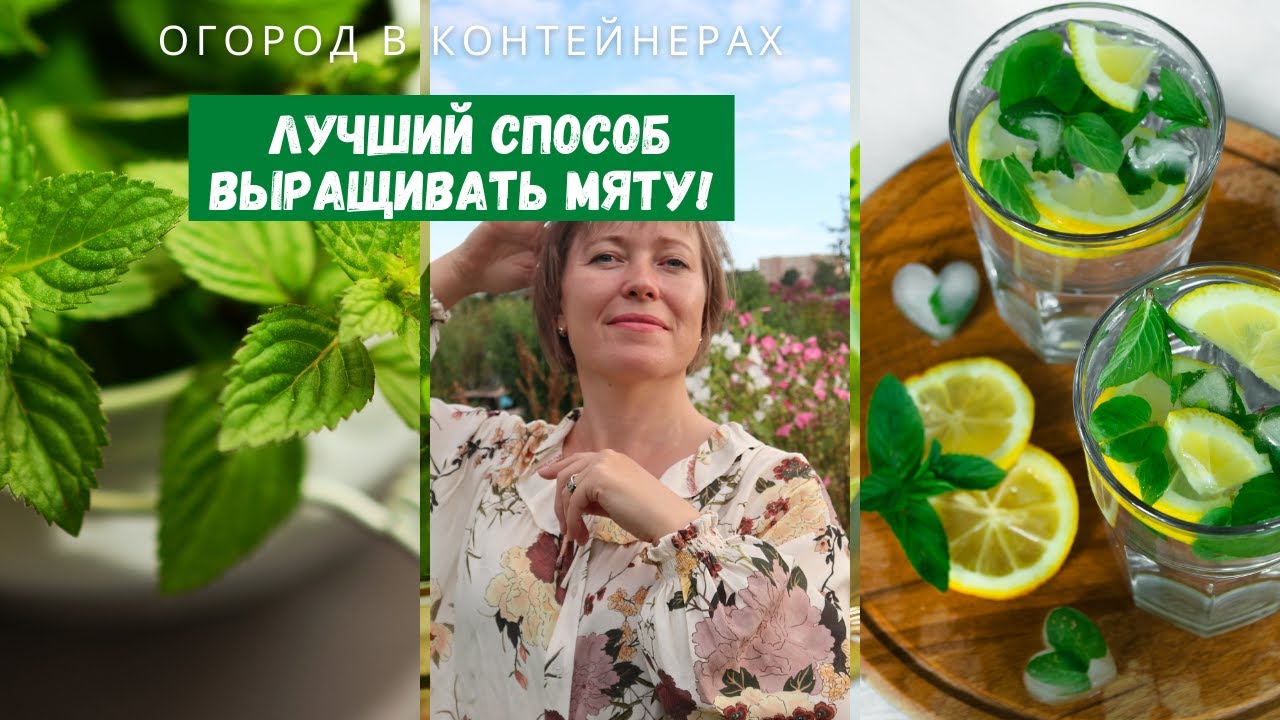 Выращивайте мяту без забот!