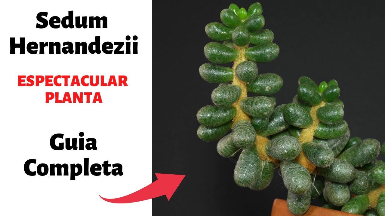 El Sedum Mas hermoso (sedum hernandezii) todo sobre el