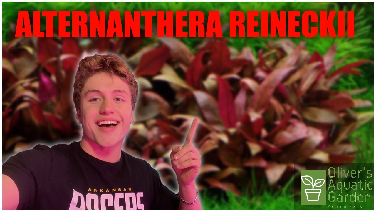 Руководство по уходу за Alternanthera Reineckii. Как легко вырастить Alternanthera Reineckii &mdash; пр...