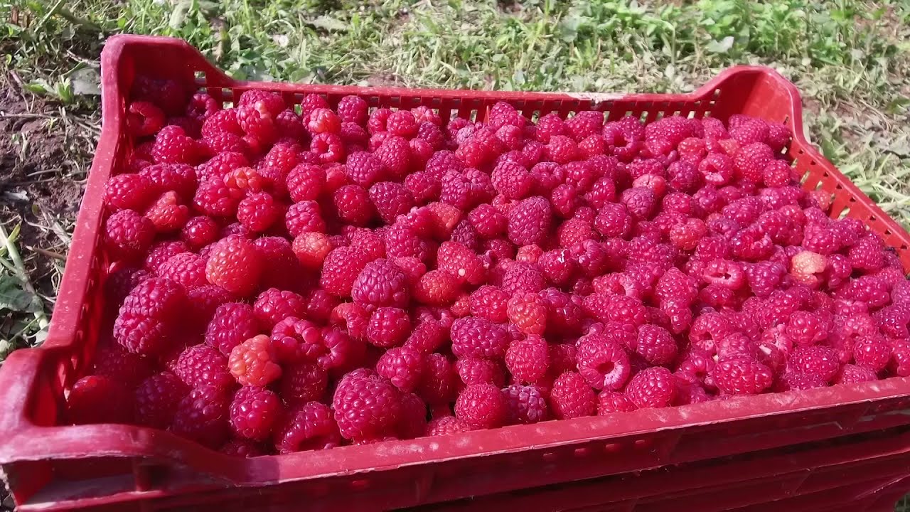 NOVA sorta maline