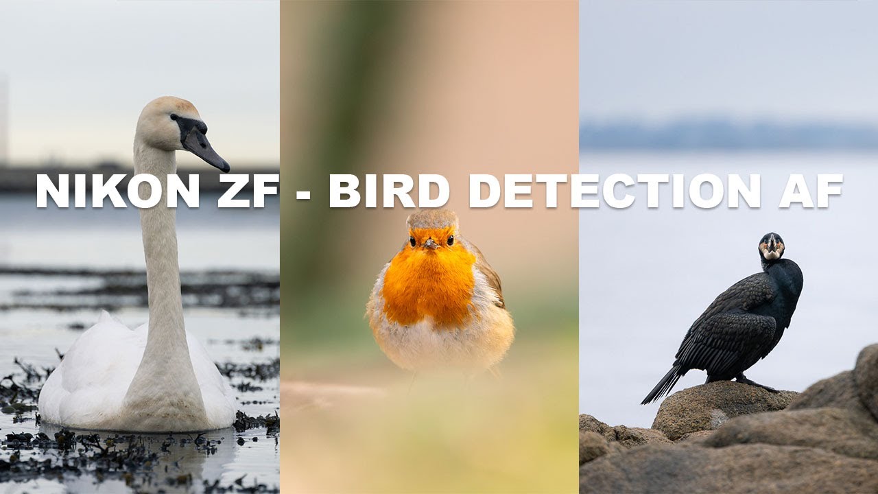 Nikon Zf | Bird Subject Detection Test | Firmware 2.00