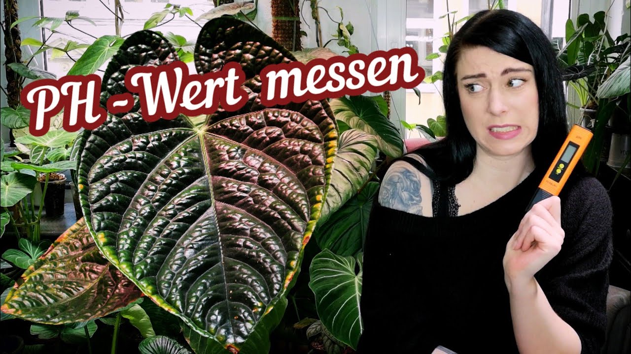 Warum deine Pflanzen den richtigen pH-Wert brauchen