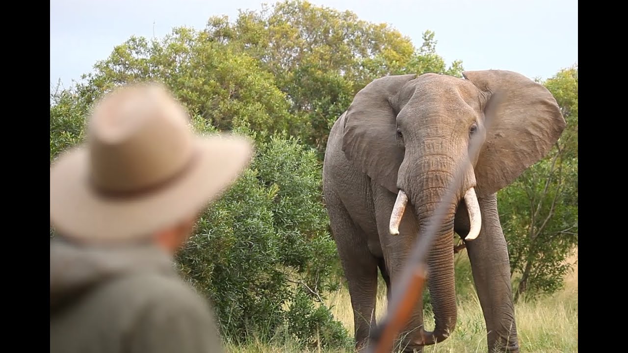 A Royal Malewane virtual safari. 3 April 2020
