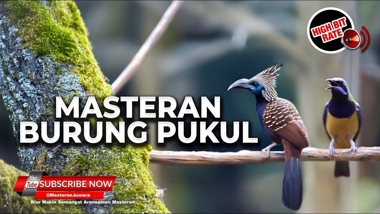 Burung Spesial Pukulan Panjang Cililin Kunti Pelatuk Materi Cucak Cungkok Gacor vs Srigunting Gacor