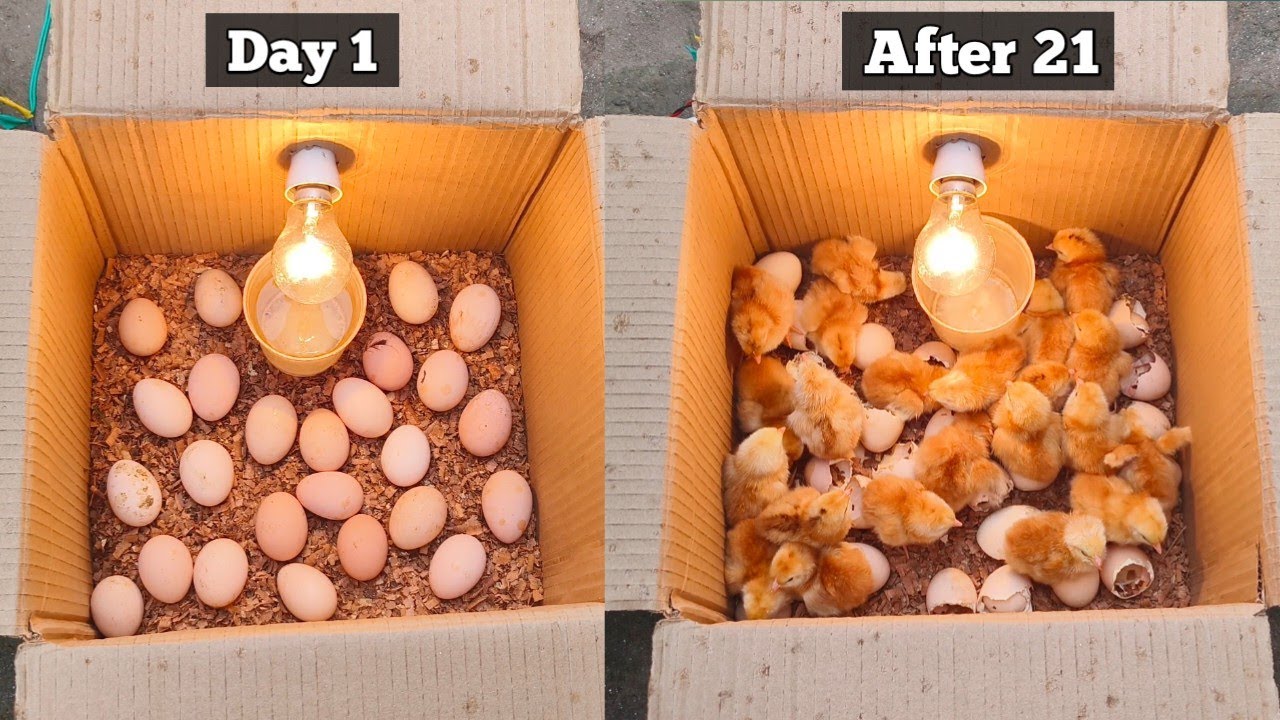 How to make a home incubator simple and easy | Home incubator for chicken eggs