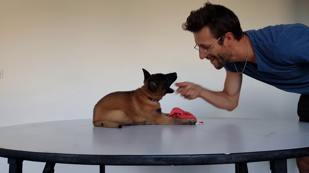 Comment apprendre les positions à son chien ? Assis, debout, couché