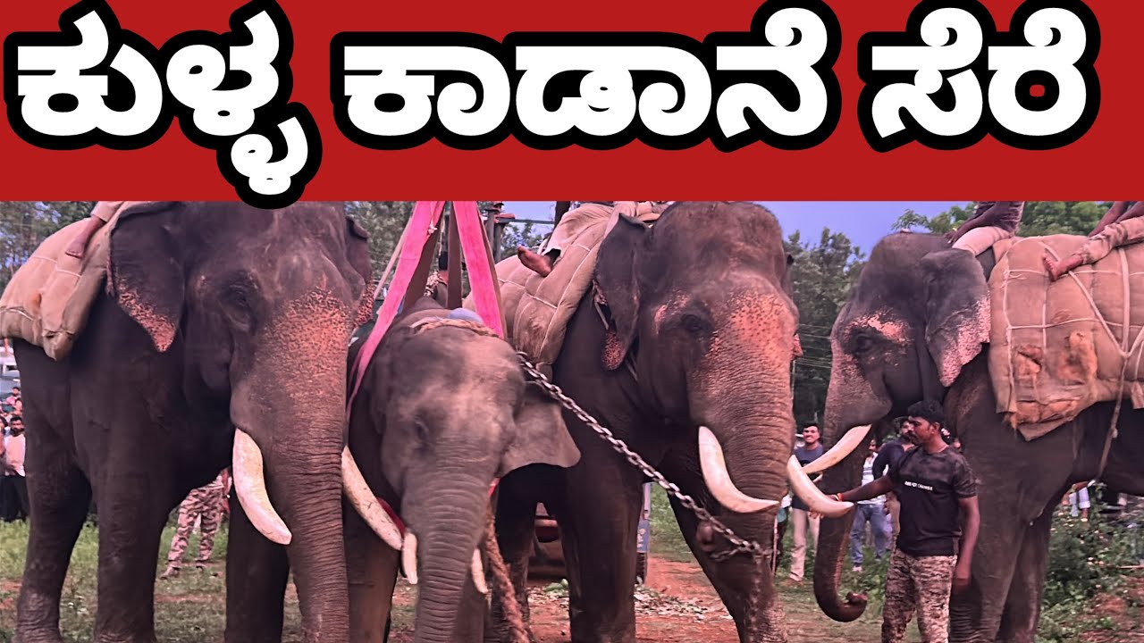 ಕುಳ್ಳ ಕಾಡಾನೆ ಇಂದು ಸೆರೆ ಭೀಮ ಟೀಮ್ ನಿಂದ ಕಾರ್ಯಾಚರಣೆ ಯಶಸ್ವಿ | wild elephant capture today bheema team