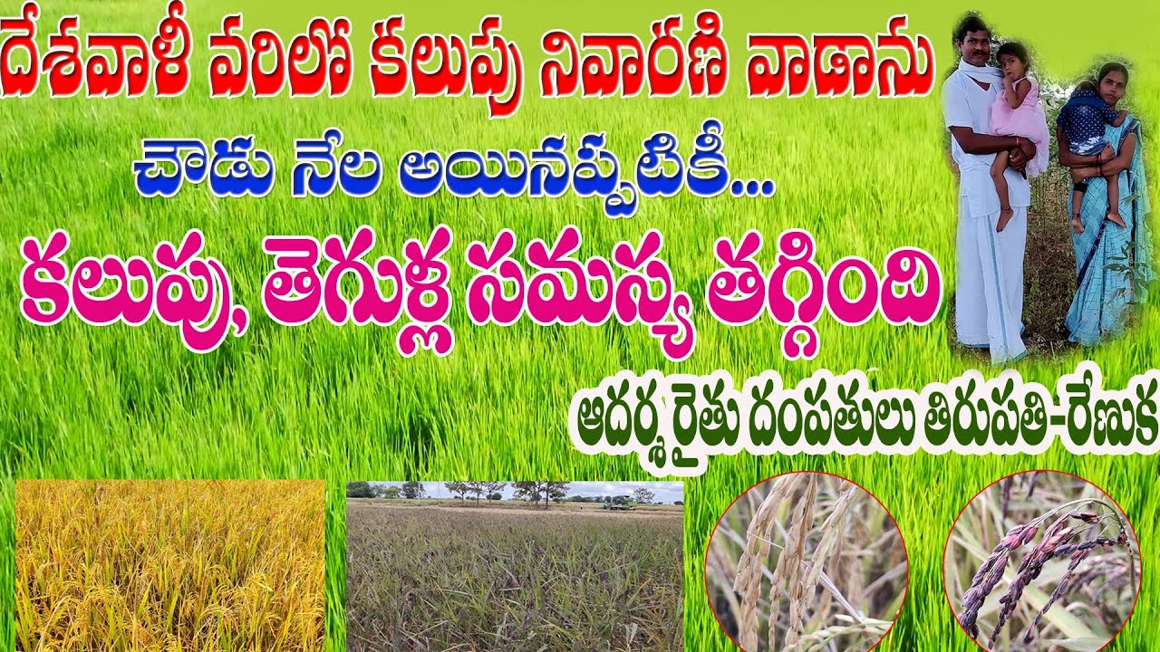 E51 | దేశవాళీ సాగు, చౌడు నేల.. తెగుళ్లు, కలుపు ఎలా తగ్గింది? | Organic weedicide | @GramaBazaar