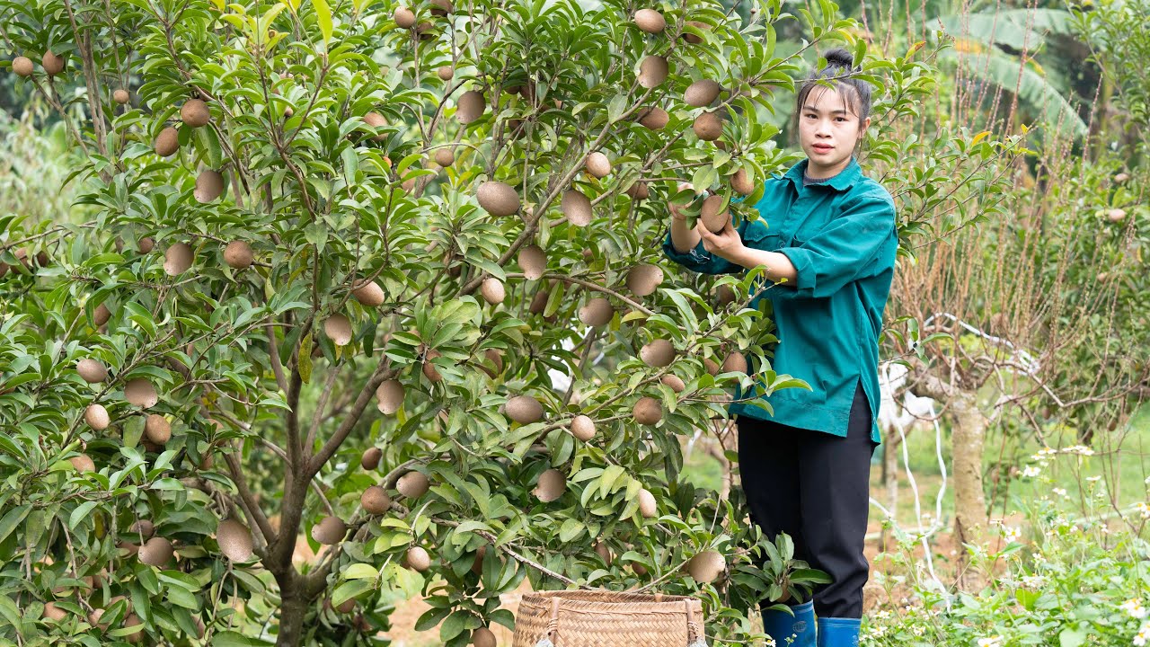Harvesting Sapodilla to Sell at the Market, Growing Vegetables, Cooking Rustic, Mountain Life