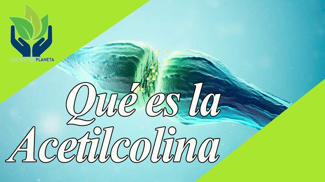 Acetilcolina: características, tipos, imágenes...