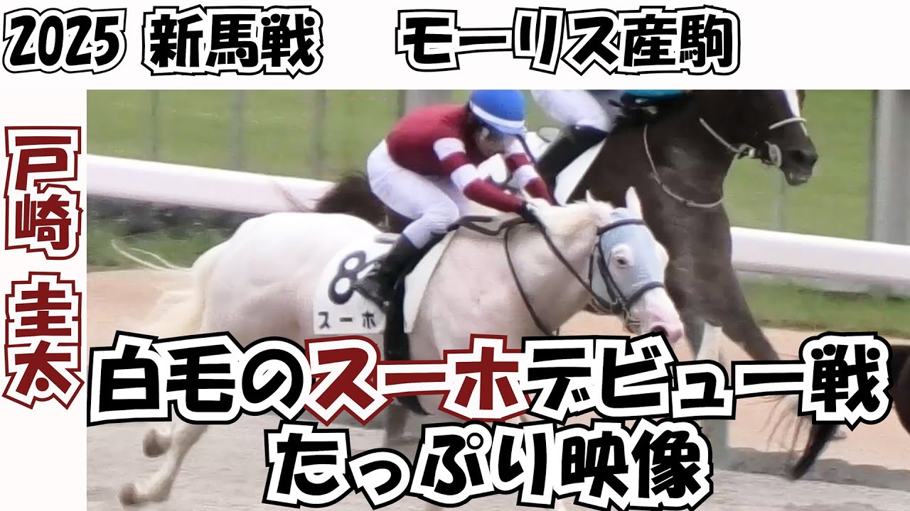 【新馬戦2025】【白毛】マーブルケーキの息子⑧スーホがデビュー‼ たっぷり 現地映像