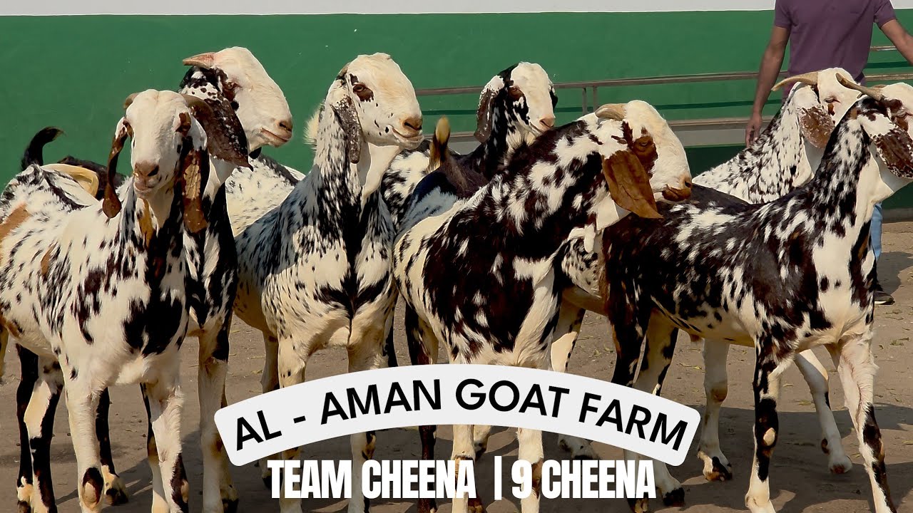 AL-AMAN GOAT FARM TEAM CHEENA | FAMILY QURBANI KE LIYE BEST 95 KG PATTI 9 CHEENA 