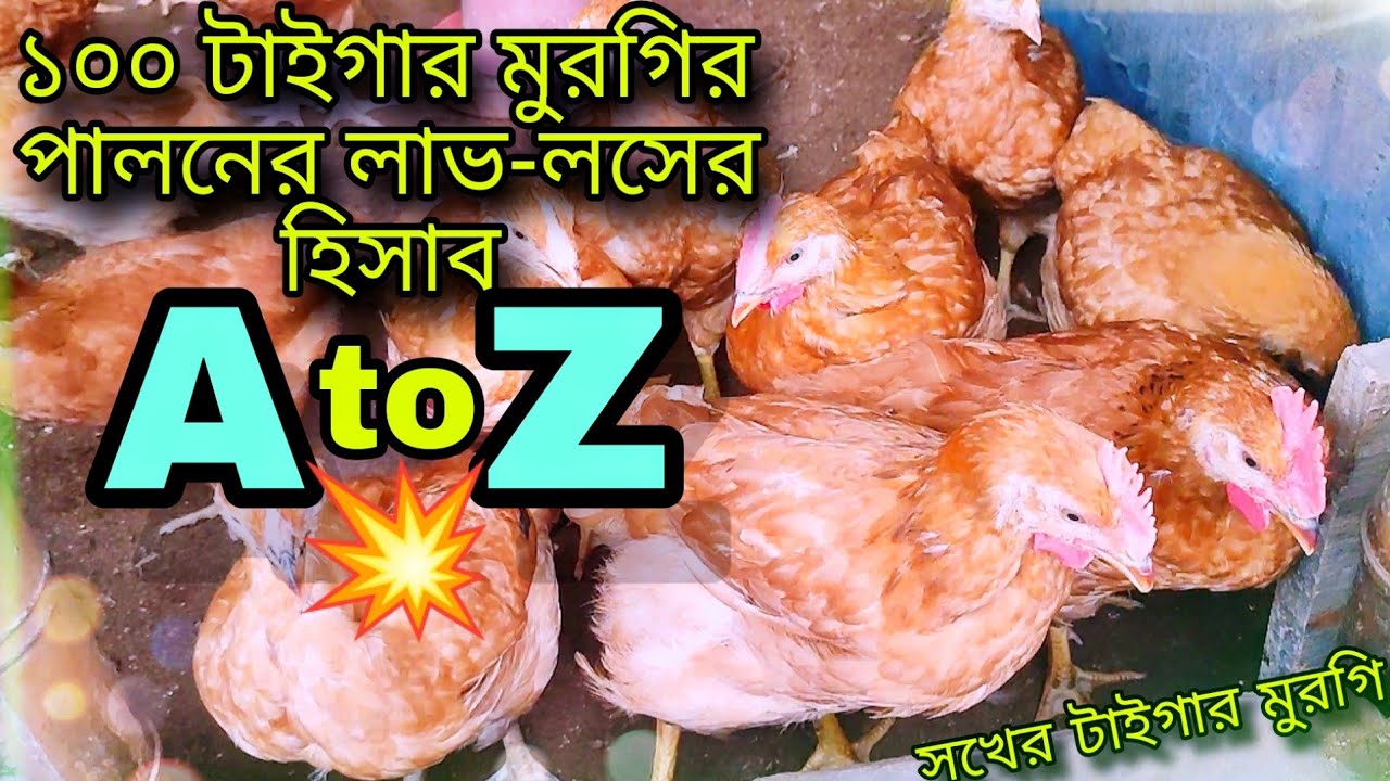 ১০০ টাইগার মুরগি পালন করতে কতো টাকা লাগবে? / ১০০ টাইগার মুরগি পালনের লাভ লসের হিসাব A to Z 💥💥
