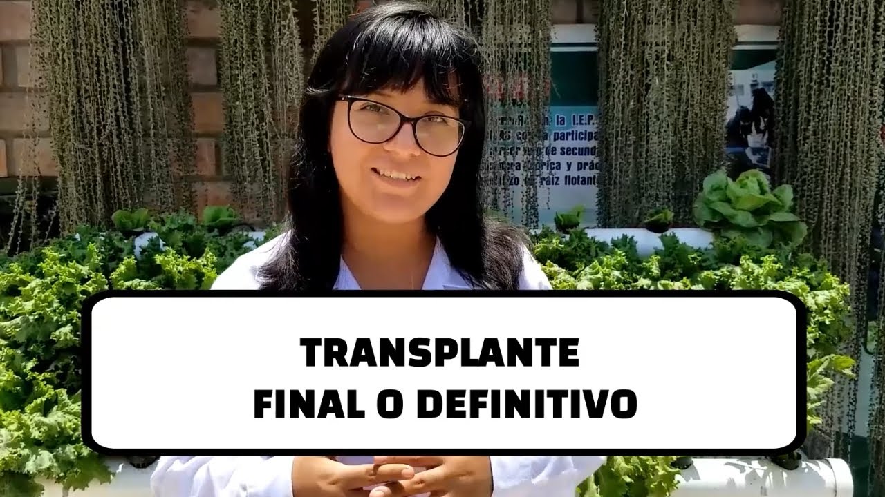 Hidroponía 8 de 12: Transplante definitivo