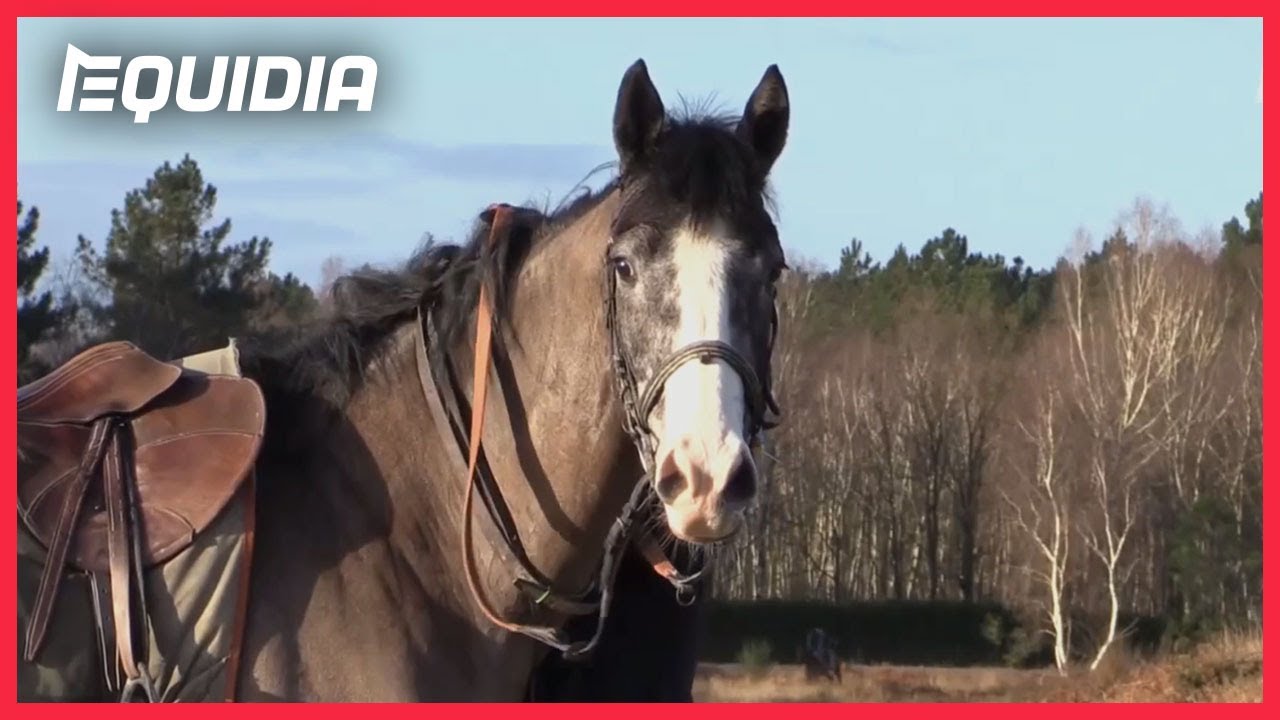 LES CHEVAUX À SUIVRE CHEZ ETIENNE ET GRÉGOIRE LEENDERS | Objectif Auteuil, Tour de Cour
