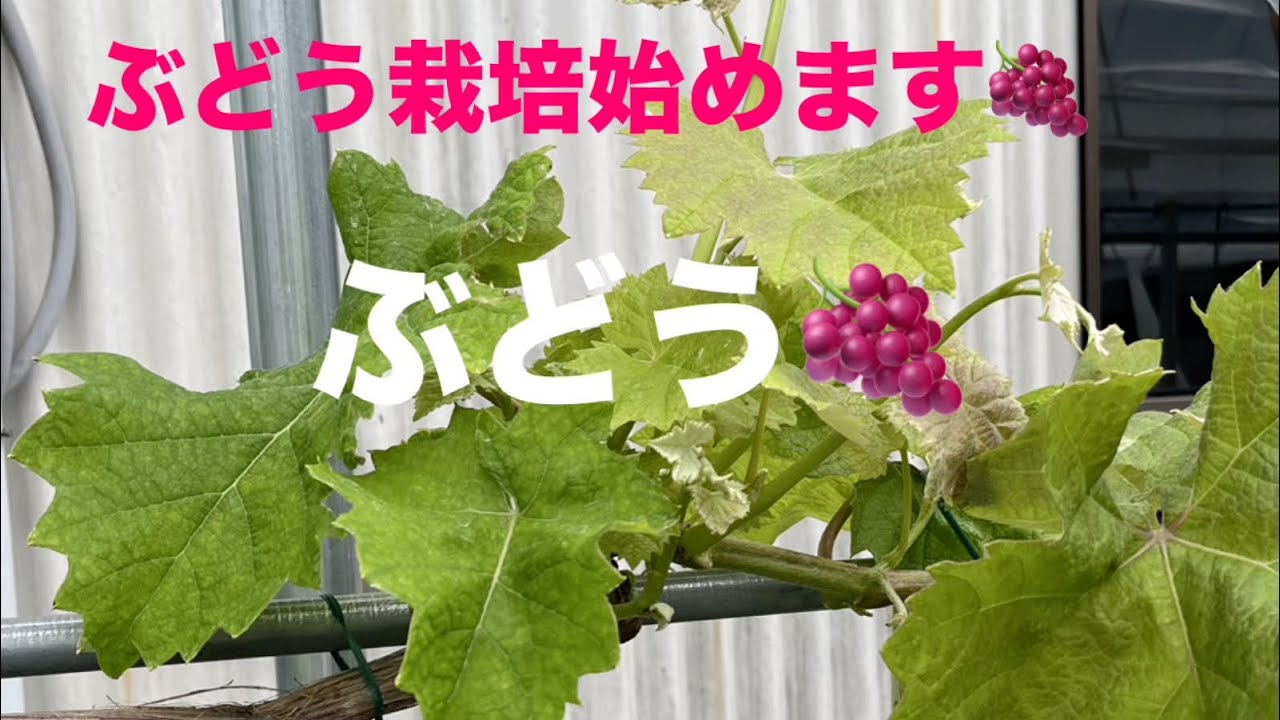 ぶどう栽培スタート（マスカットノアール、マスカサーティン）