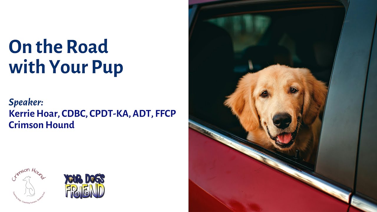 On The Road with Your Pup 12-7-2024