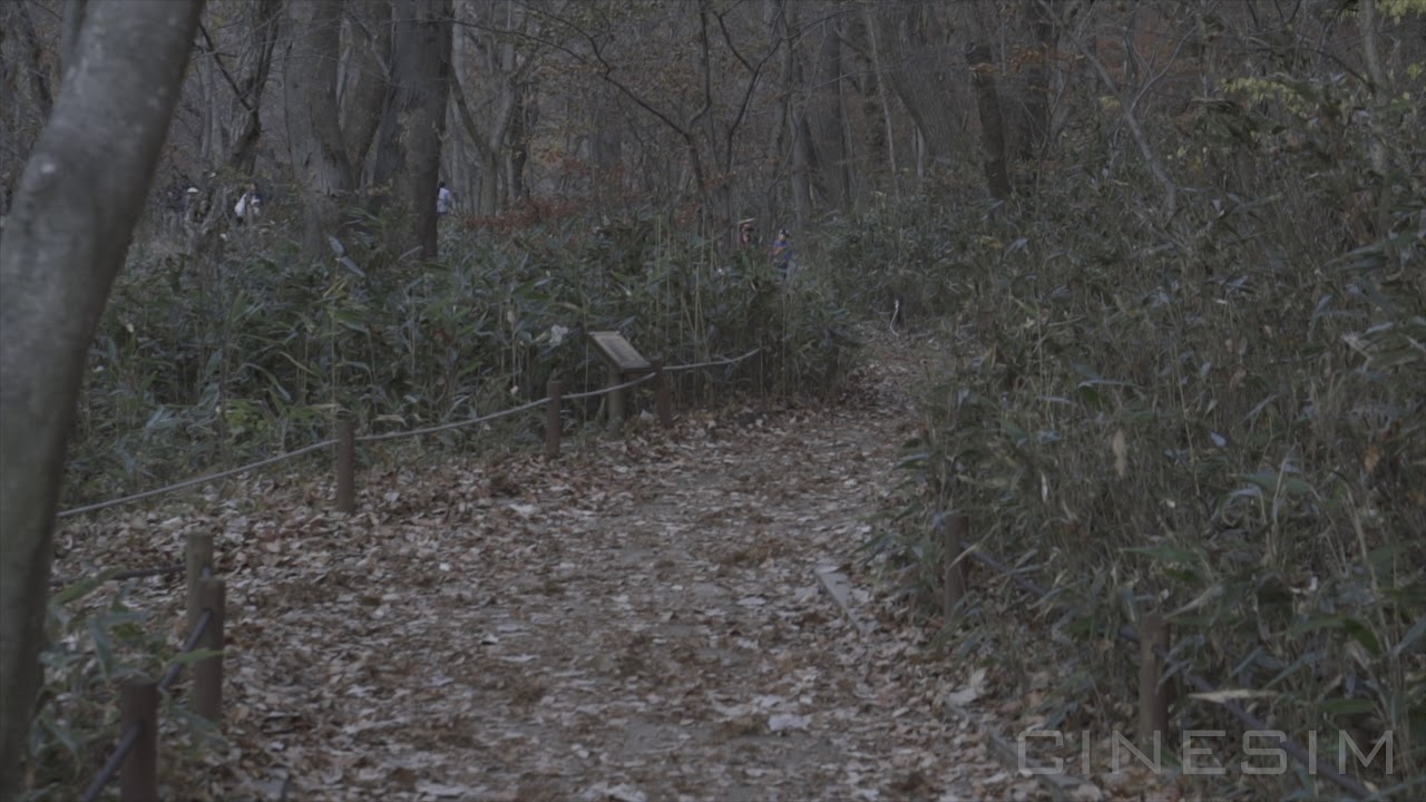 Walk Through Forest - Free Horror Stock Footage 4K