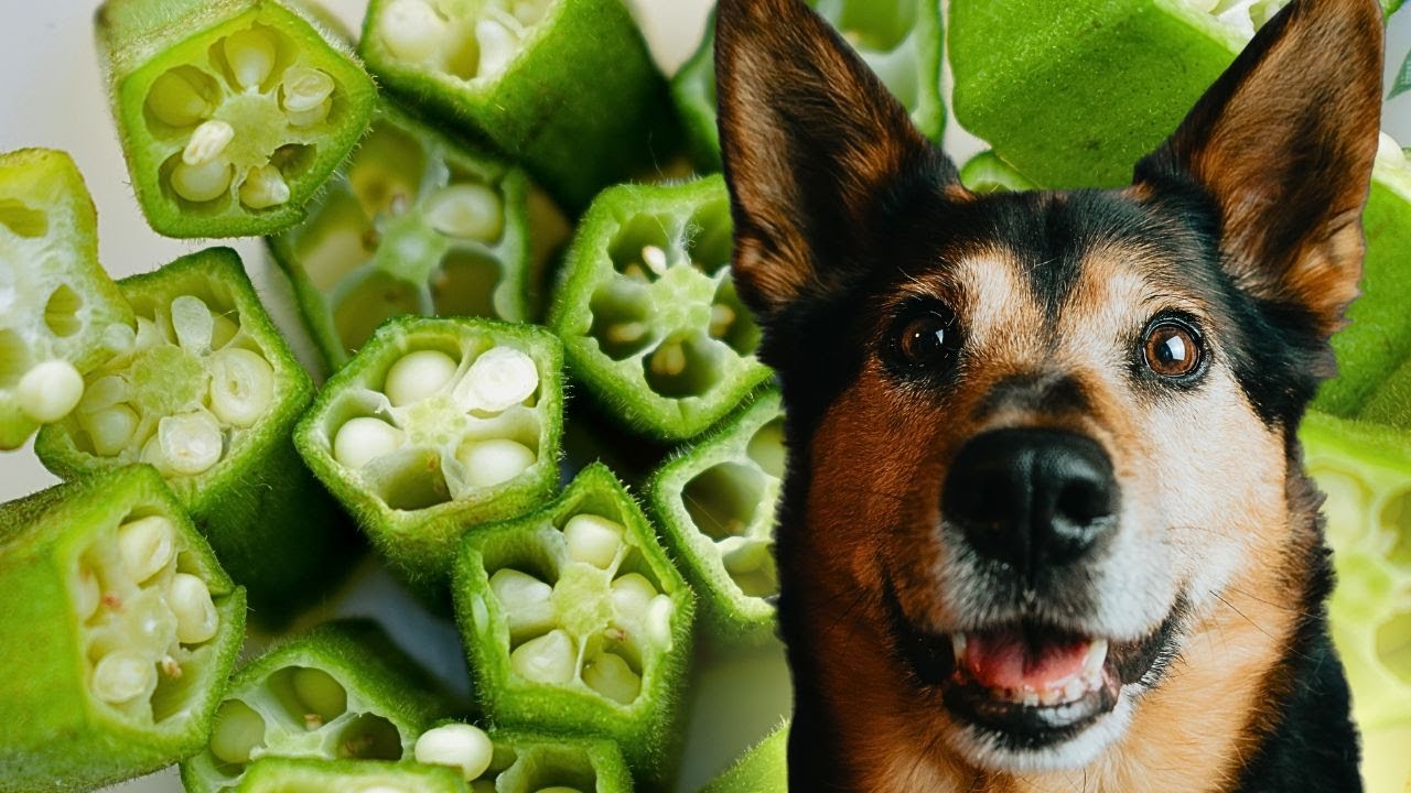 DICAS DE PREPARO DO SUCO DE QUIABO MILAGROSO PARA CÃES 