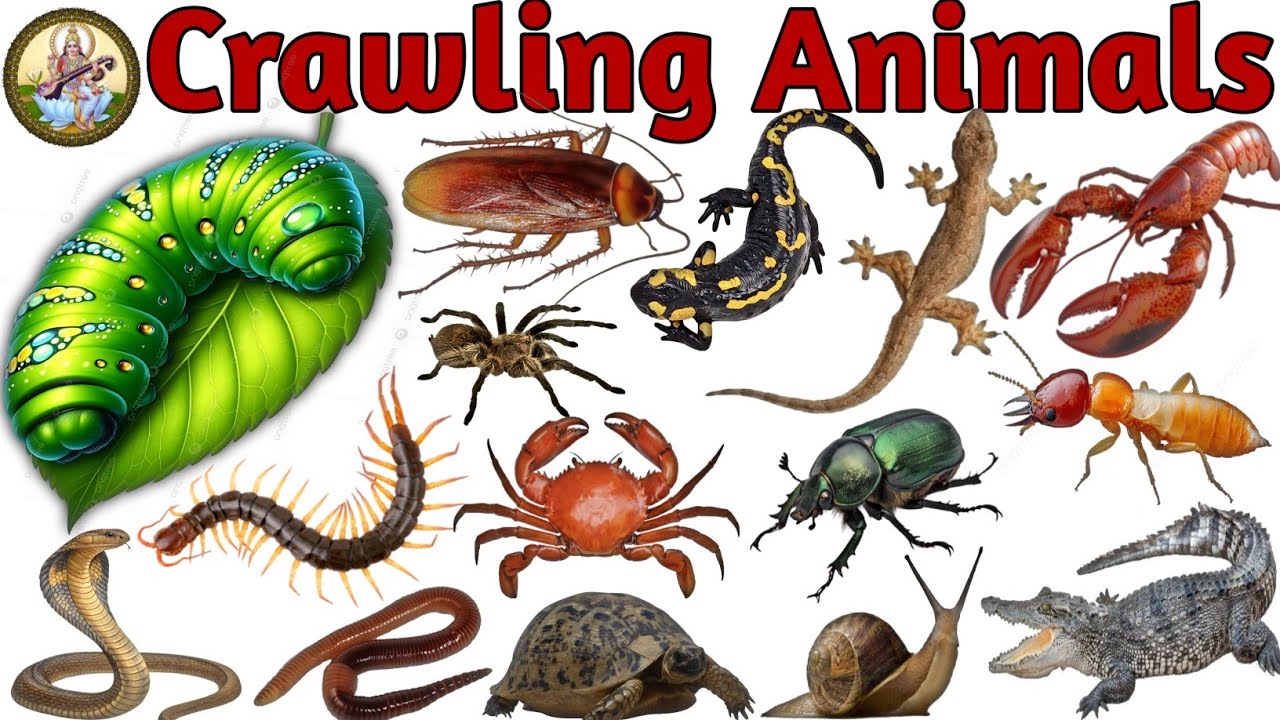 20 Crawling Animals Name In English & Hindi l Insects & Reptiles Name For Kids l रेंगने वाले जीव l