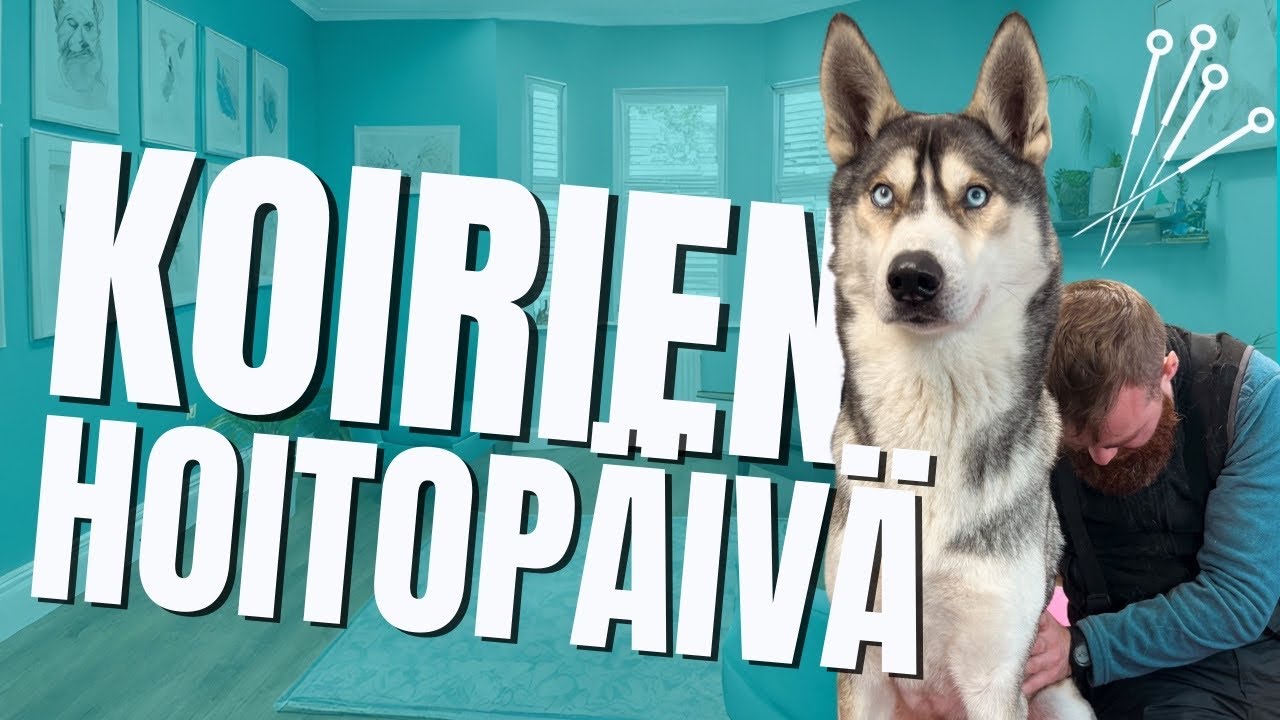 MEILLÄ KÄVI KIROPRAKTIKKO😱