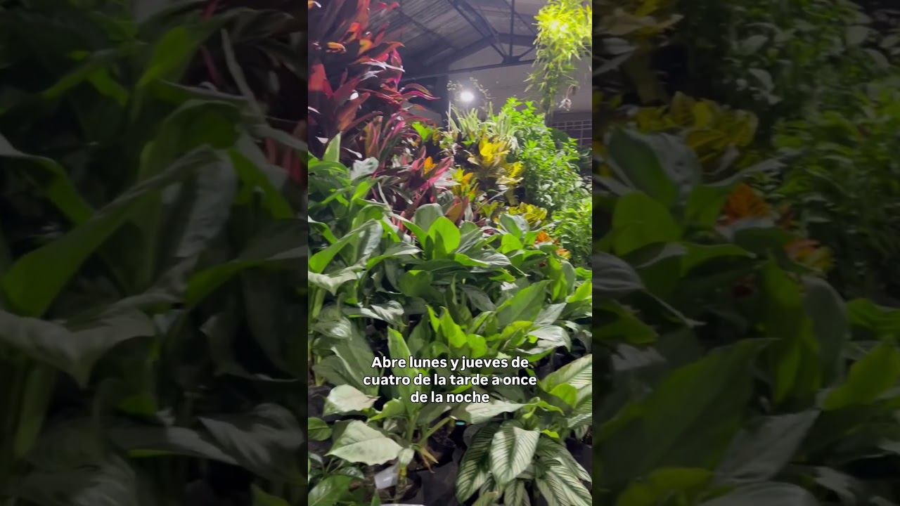 Mercado Nacional de Plantas #enbuscadelosmejoresprecios
