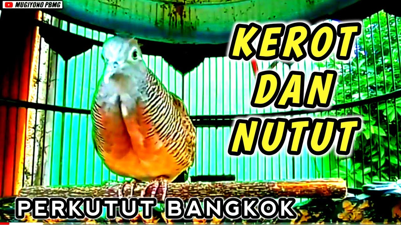 Perkutut bangkok BIRAHI‼️KEROT dan NUTUT cocok untuk PANCINGAN.