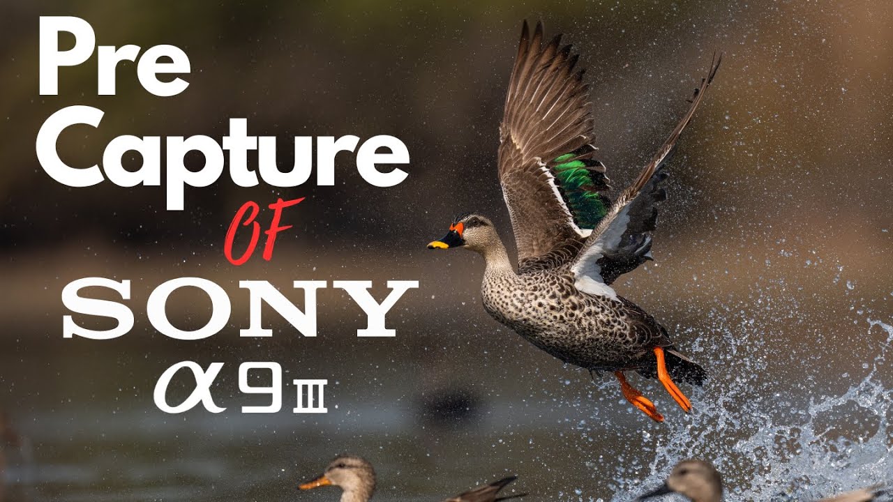 Изучаем предварительную съемку Sony A9 III