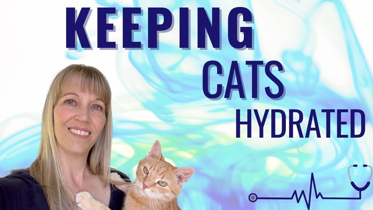 Hydration Tips for CKD Cats