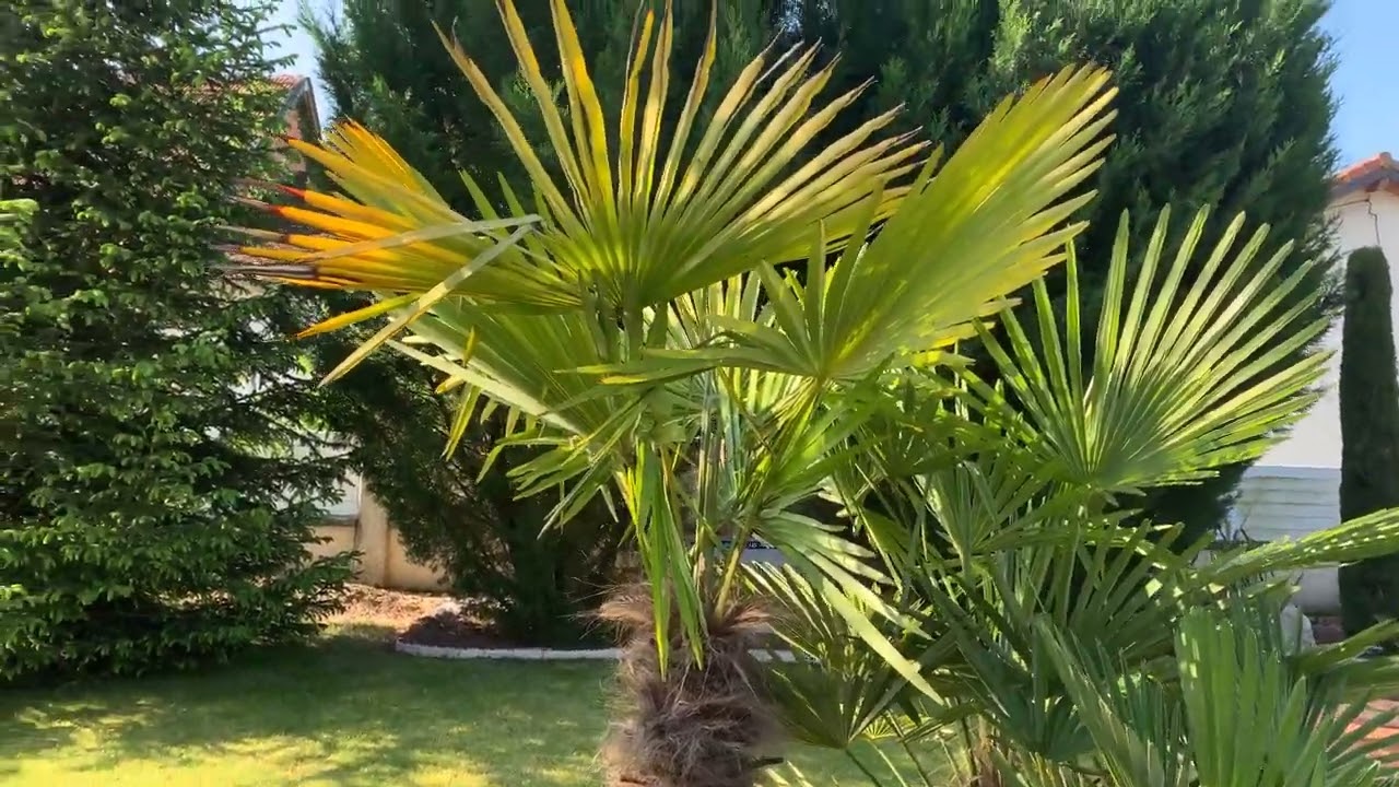 palmiers trachycarpus fortunei VS wagneranius