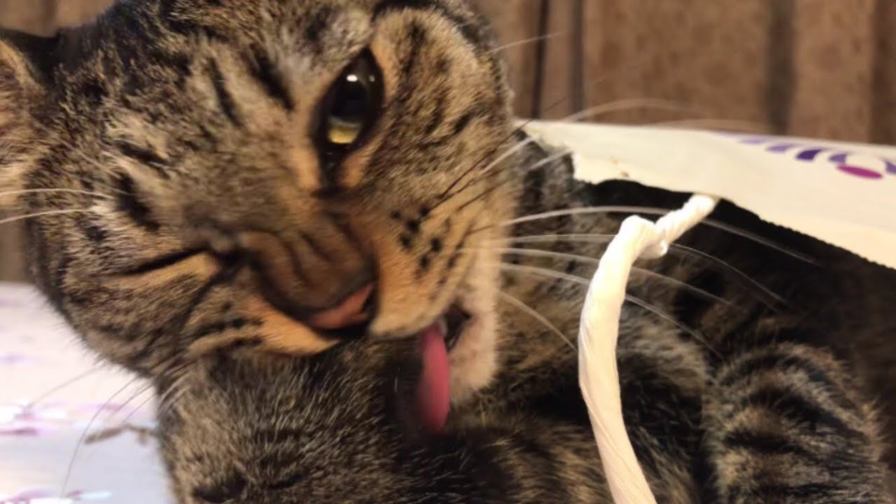 貪るように爪を噛む猫。