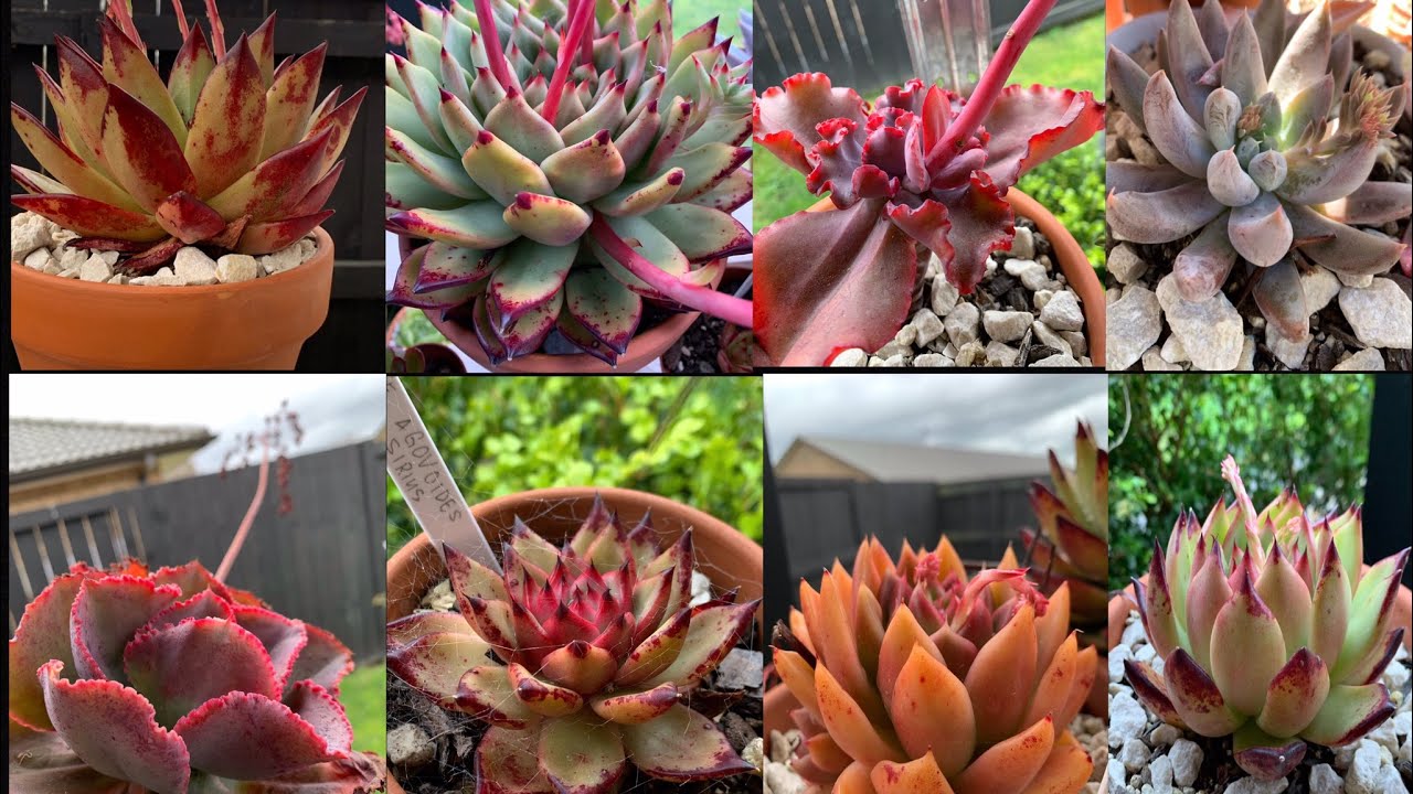SUCCULENT IDENTIFICATION | 80 Succulent Names and Pictures