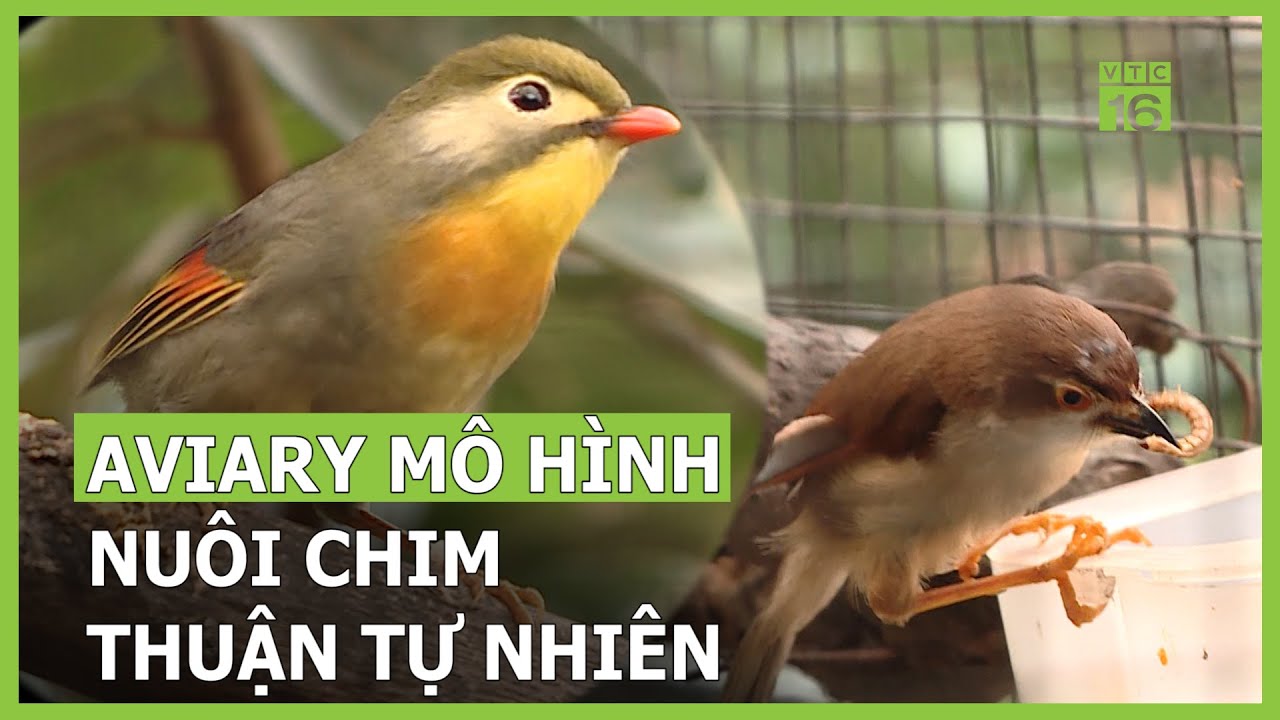 Mô hình Aviary – nuôi chim thuận tự nhiên | VTC16