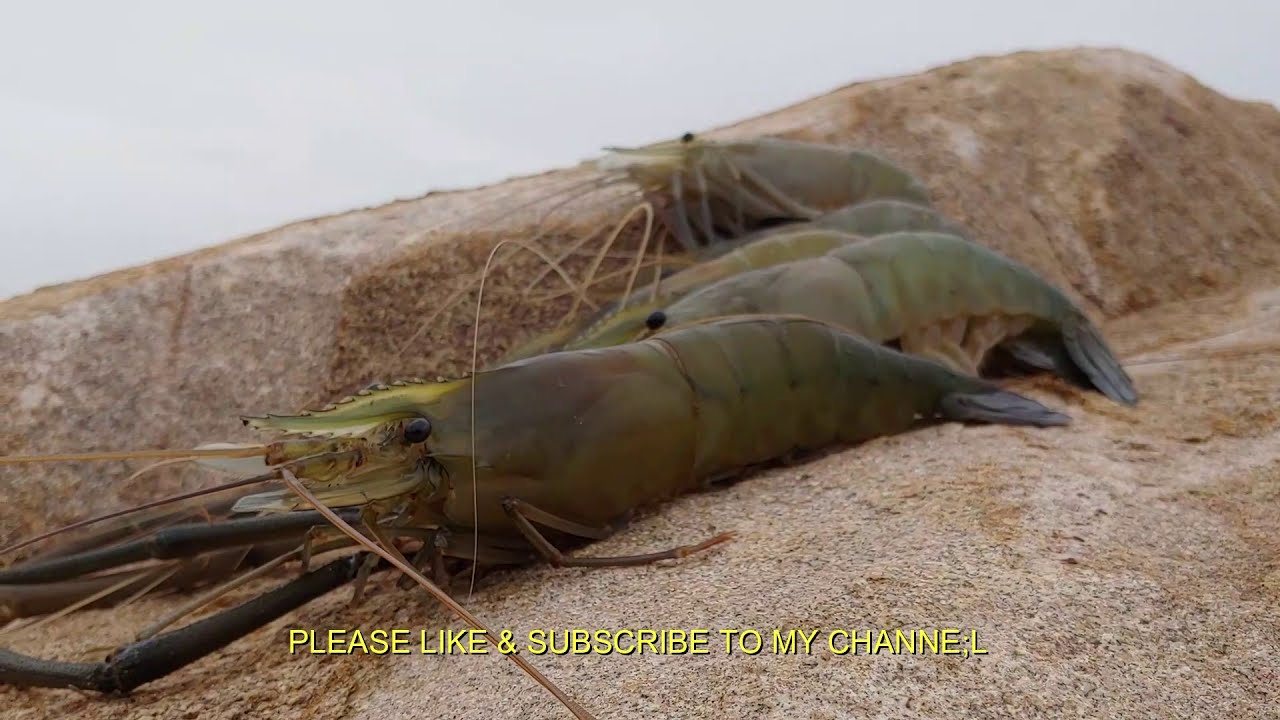 how to river shrimps catching  by small hook || amazing video