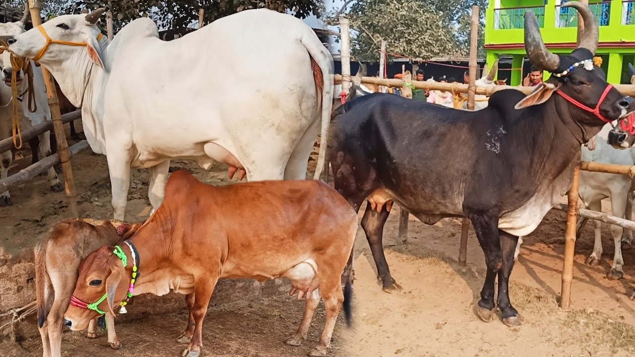 #चौसा मेला की बिकाऊ #देसी गायों को देखें बिपिन सिंह के साथ | Desi Cow Mandi | Chausa Pashu Mandi