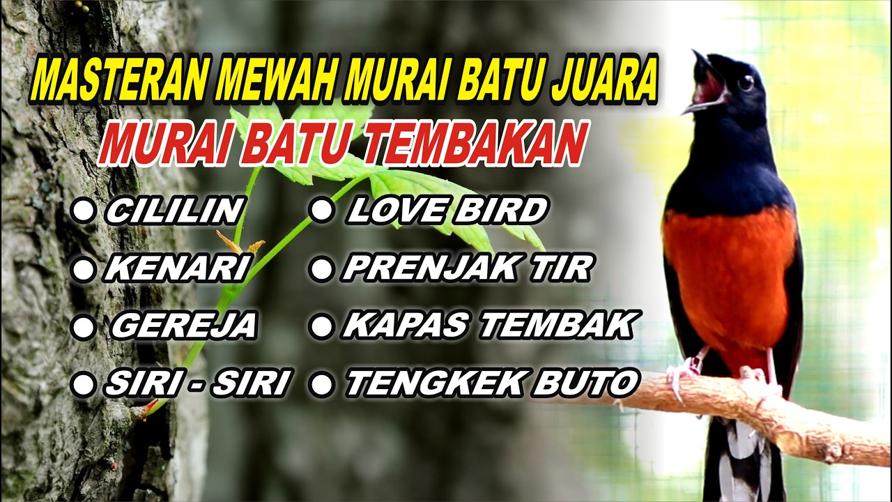 MASTERAN MURAI BATU FULL ISIAN TEMBAKAN KASAR, NAIKKAN EMOSI MURAI BATU AGAR GACOR