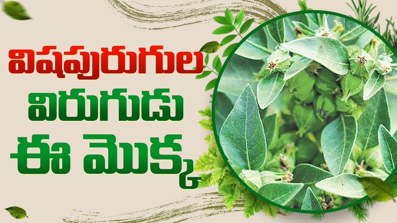 పెన్నేరుతో టీబీ తగ్గుతుందా? | Penneru: The Miracle Herb for Cough & Joint Pain 
