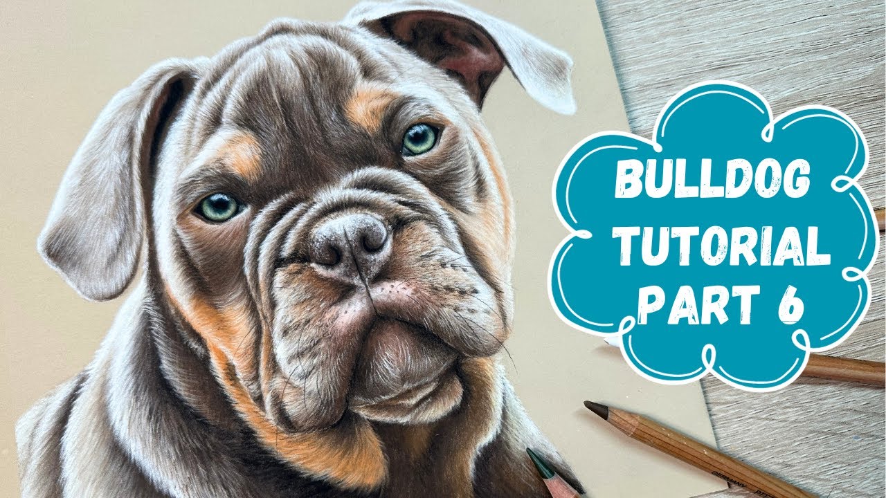 Bulldog Pastel Pencil Tutorial Part 6 - Real Time Drawing - Neck & Finishing Touches!