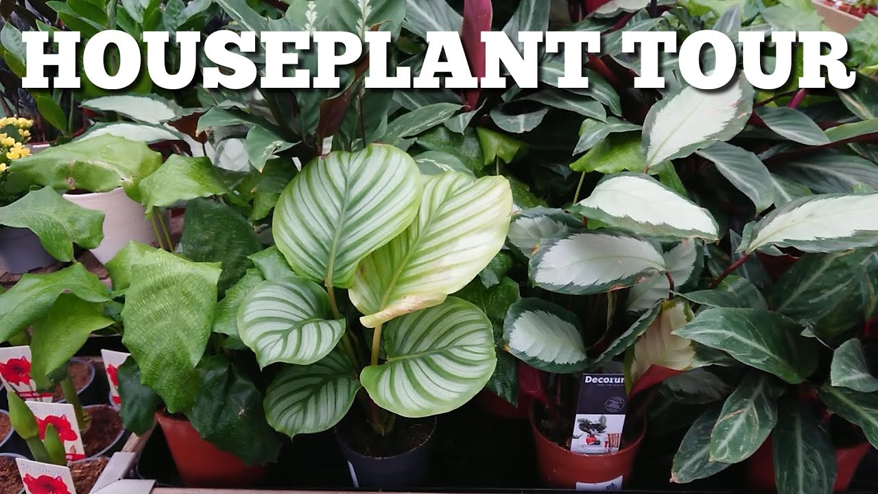 Caleathas For Days! Garden Centre Tour ~ Houseplant Section