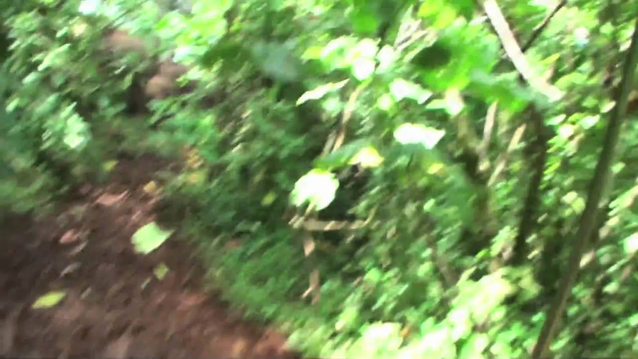 Mount Elgon Elephant Charge Ian Redmond June 2010.mov