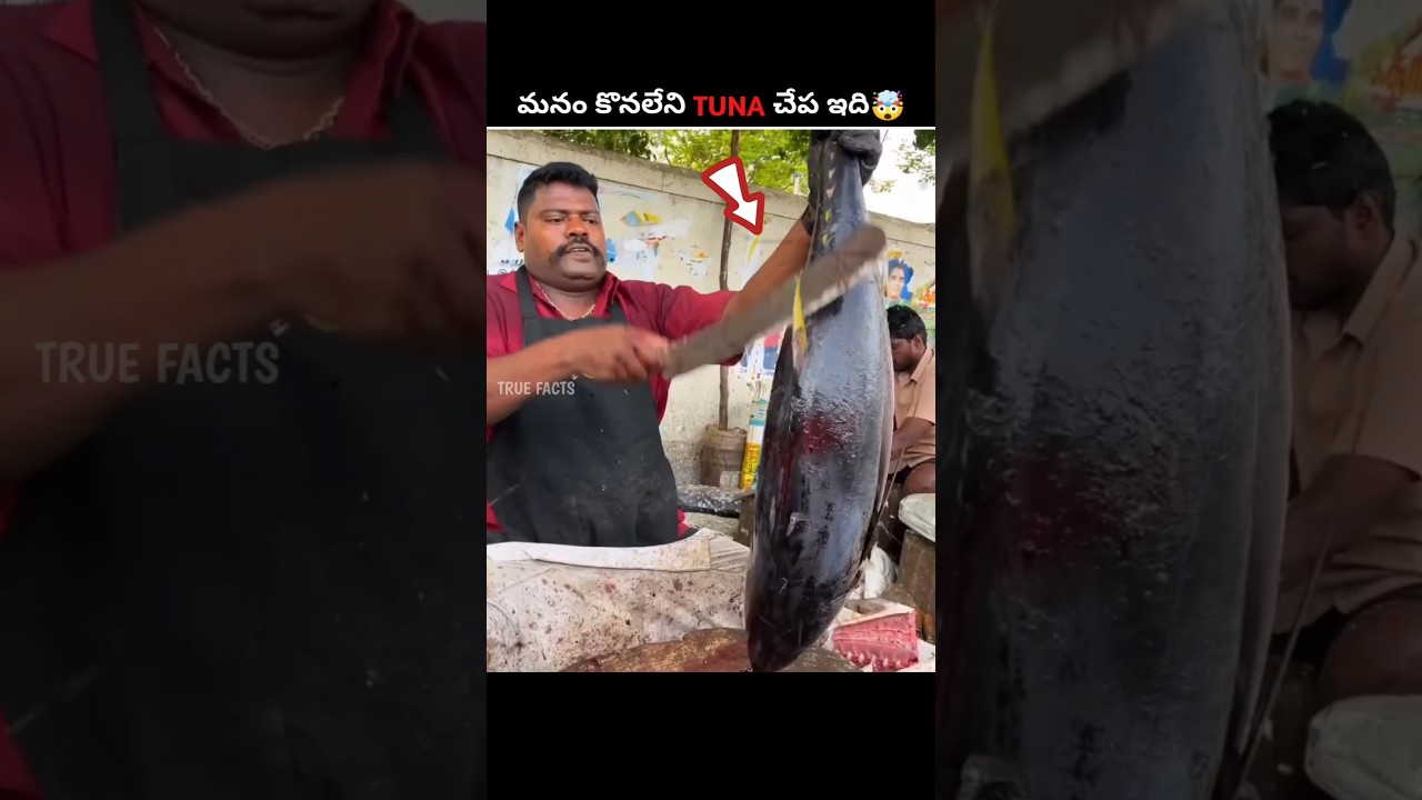 Why We Cannot Buy Live Tuna ⁉️🤯|#telugu #telugufacts #facts #shorts