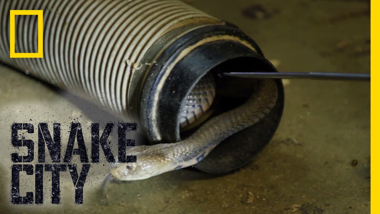 The Dangers of the Mozambique Spitting Cobra | Snake City