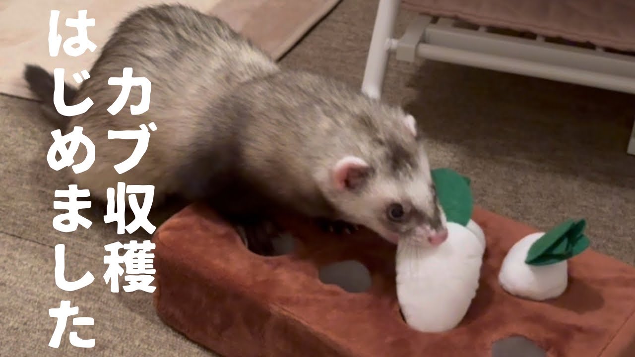 フェレットがおもちゃで遊ぶことを覚えたら…。