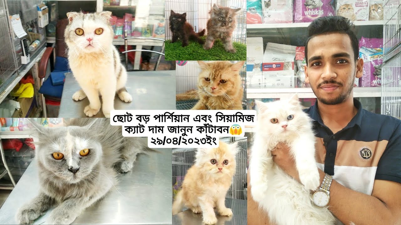 Scottish Fold,Odd eye Persian,Siamese cat | এর দাম জানুন কাঁটাবন মার্কেট | ৩০নং দোকান😱