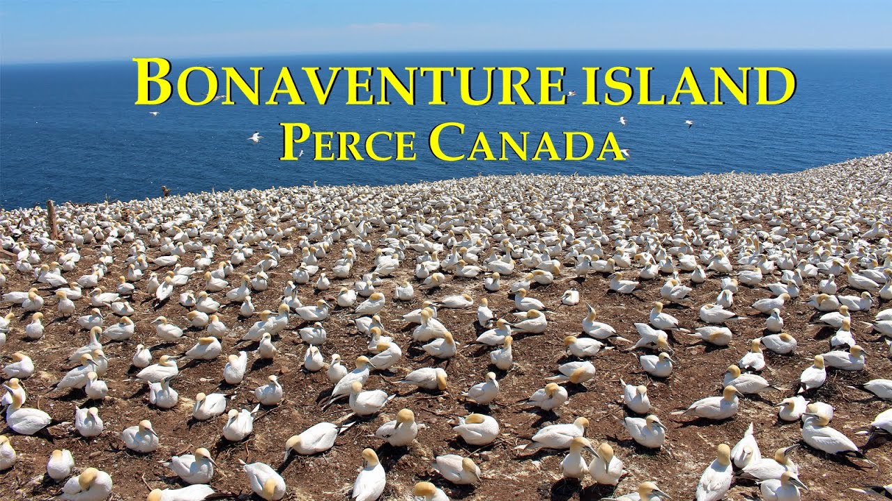4K Percé Rock and Bonaventure Island. Percé, Quebec, Canada 🇨🇦